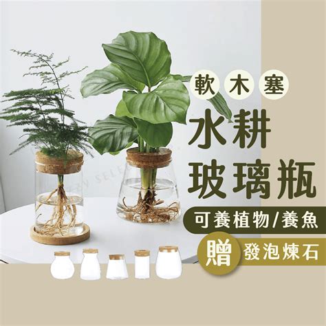 房間植物推薦